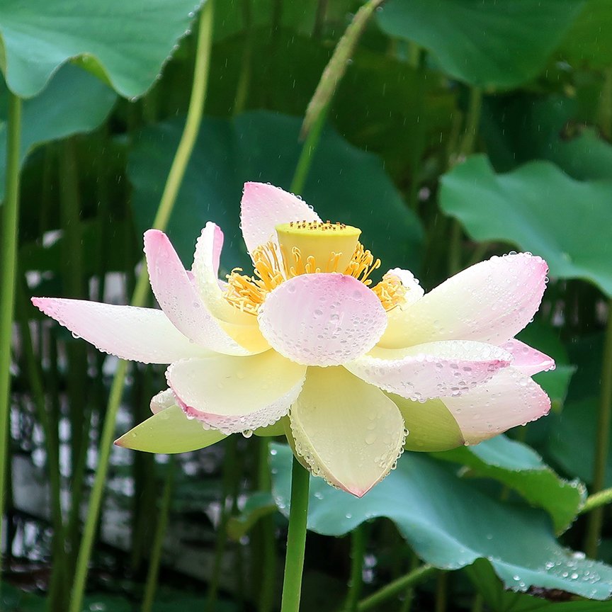 🌳 우치마키 공원 (우치마키코엔) 이미지 10